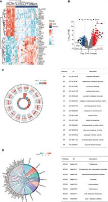GBP2 promotes M1 macrophage polarization by activating the notch1 signaling pathway in diabetic nephropathy